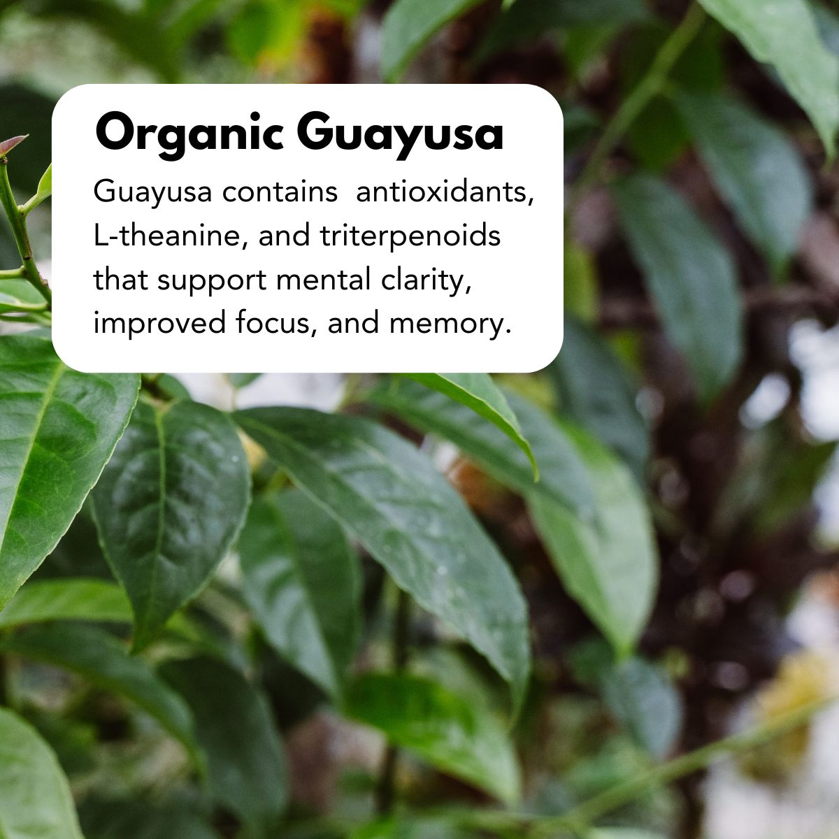 Guayusa_1200_x_1200_px_1