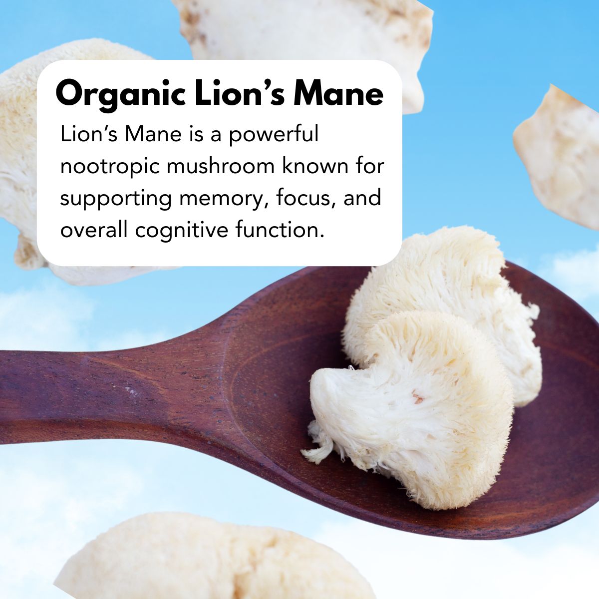 Guayusa_1200_x_1200_px_2_81098671-2238-41be-bcb2-607a06b5b91c