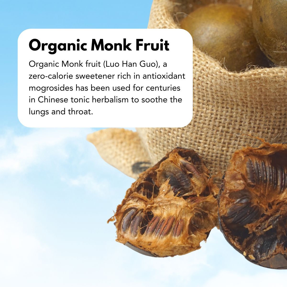 Guayusa_1200_x_1200_px_5