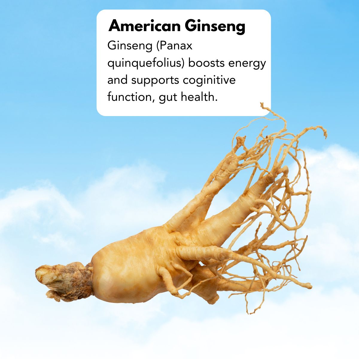 ginseng-american