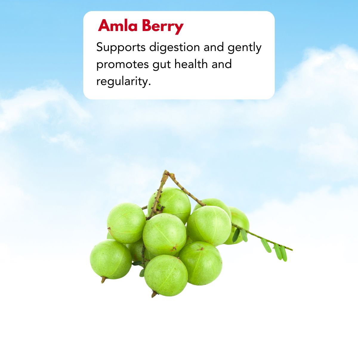 organic-amla-berry